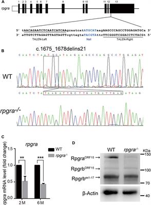 Retinal degeneration in rpgra mutant zebrafish